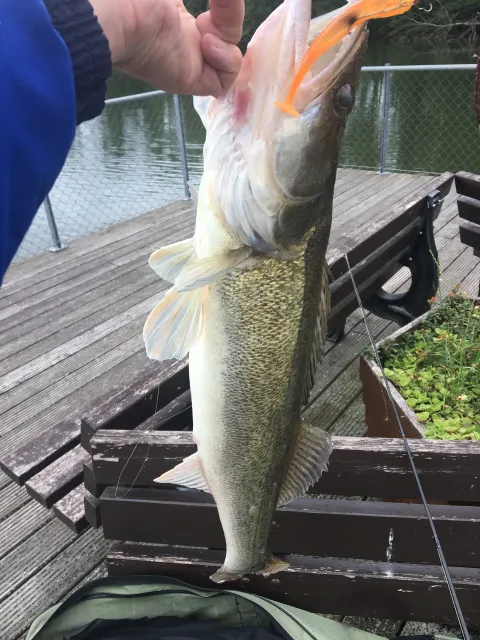Zander