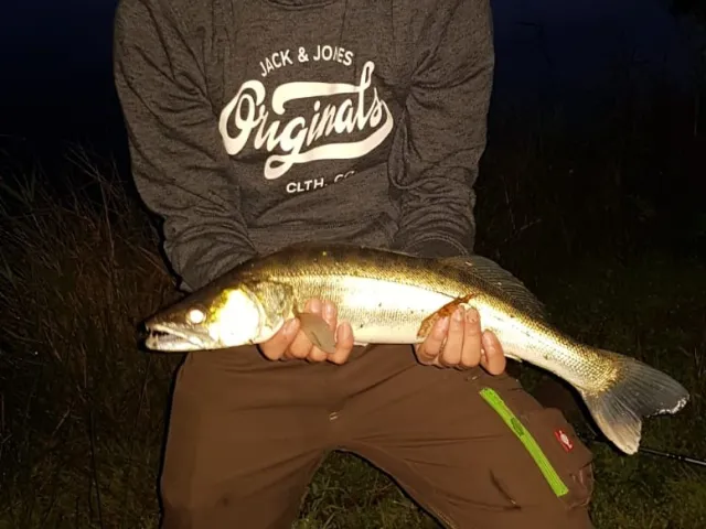 Zander