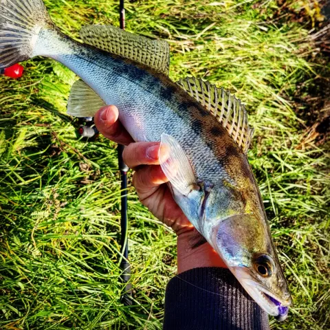 Zander