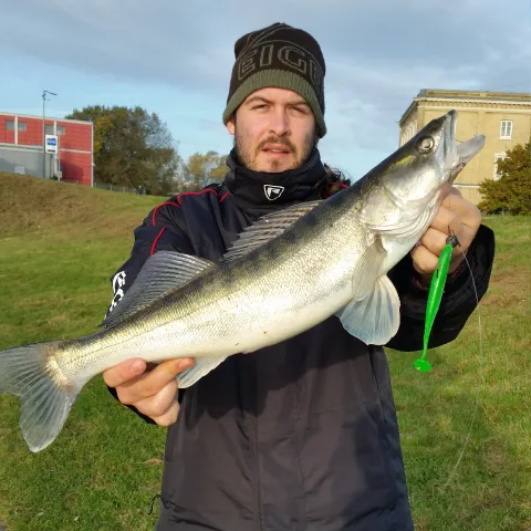 Zander
