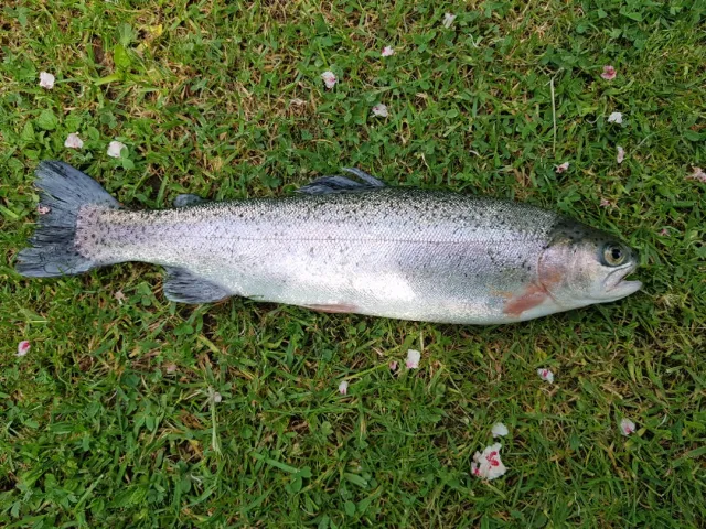 Regenbogenforelle