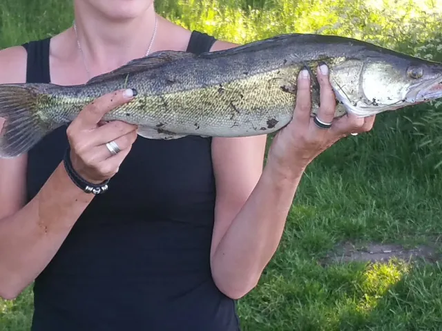 Zander