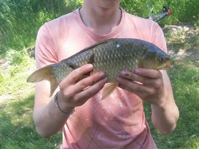 Giebel