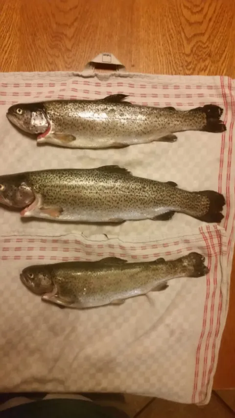 Regenbogenforelle