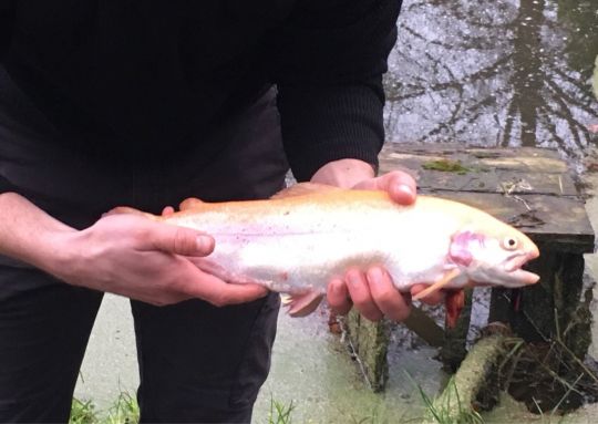 Goldforelle