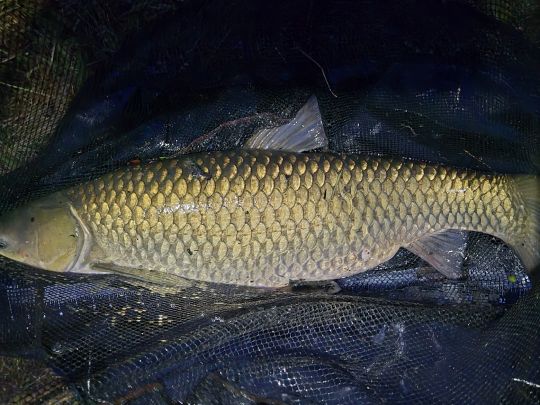 Graskarpfen
