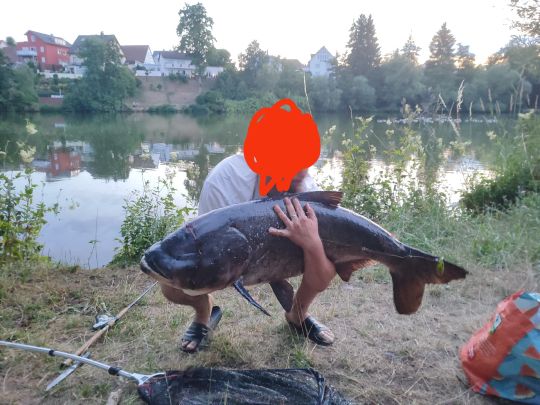 Graskarpfen