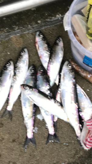 Hering
