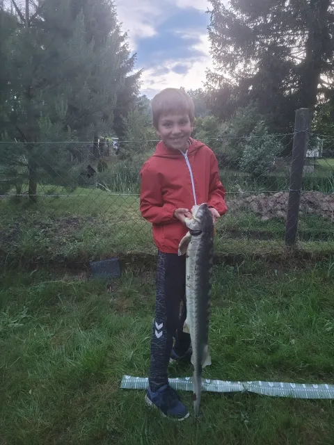 Stör