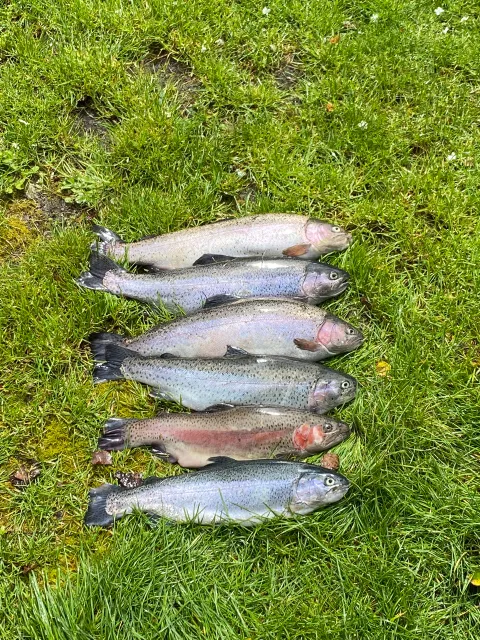 Regenbogenforelle