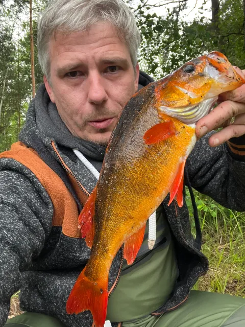 Flussbarsch
