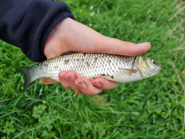 Döbel