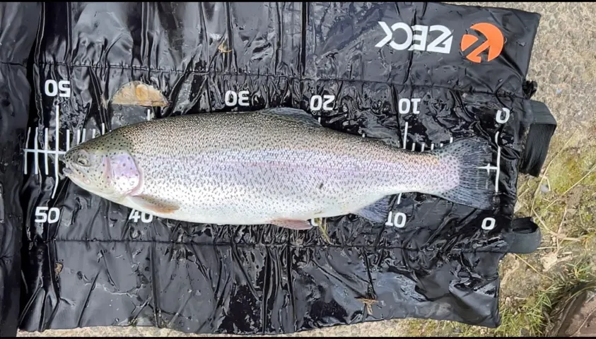 Regenbogenforelle