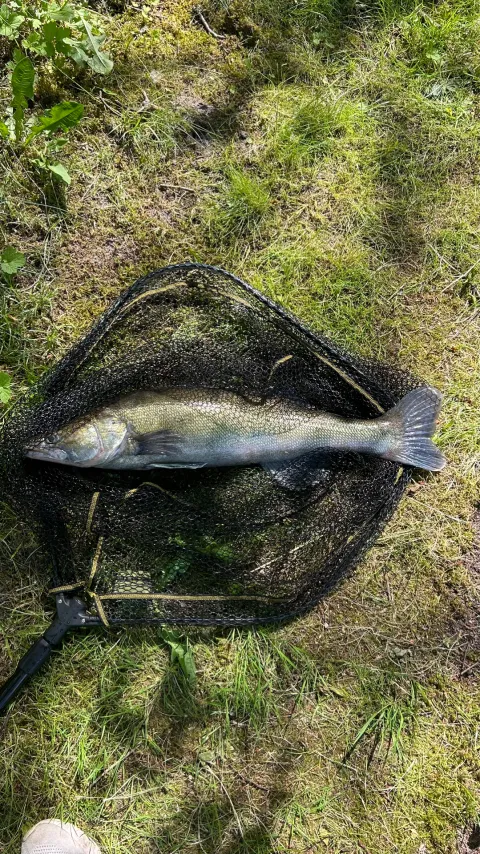 Zander