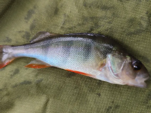 Flussbarsch