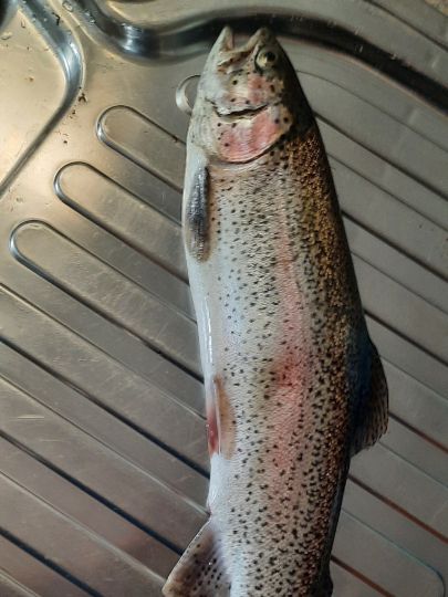 Regenbogenforelle