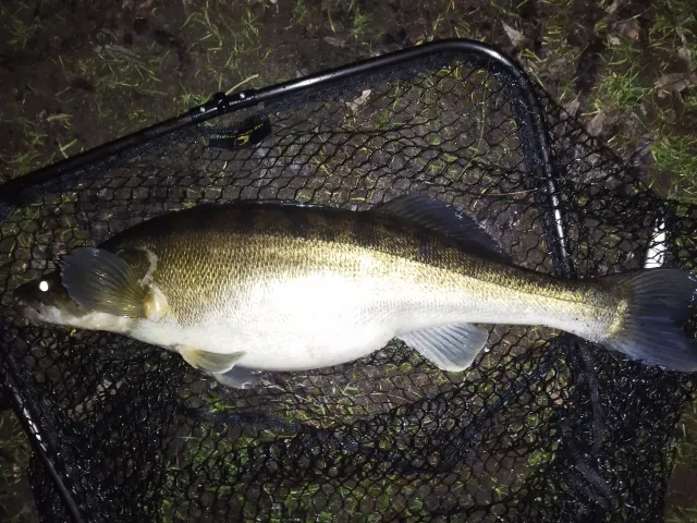 Zander