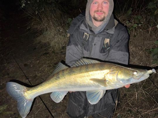 Zander