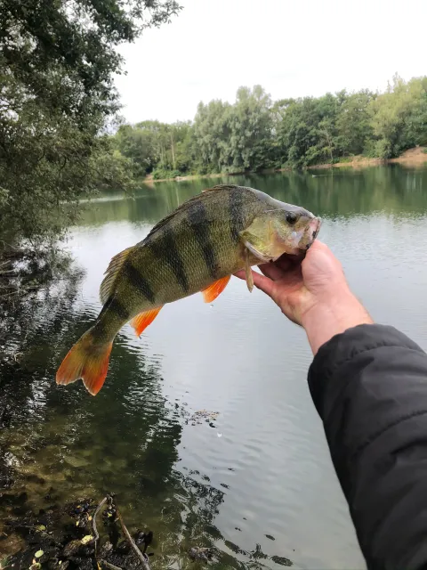 Flussbarsch