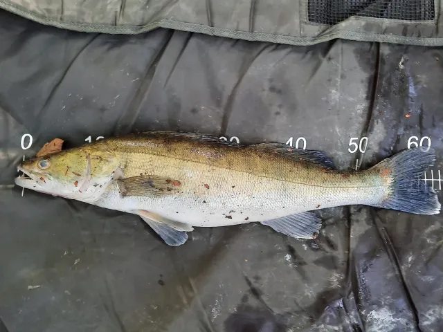 Zander