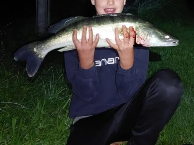 Zander