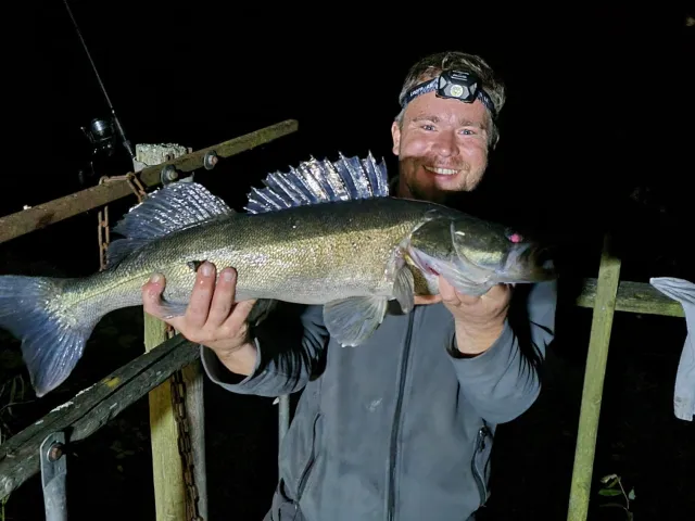 Zander