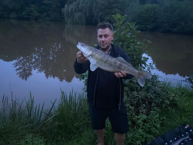 Zander