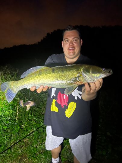 Zander