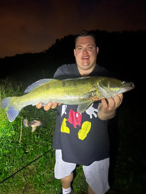 Zander