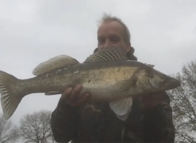 Zander