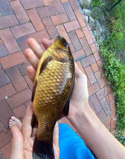 Forellenteich Timmel ALLE ANGELN