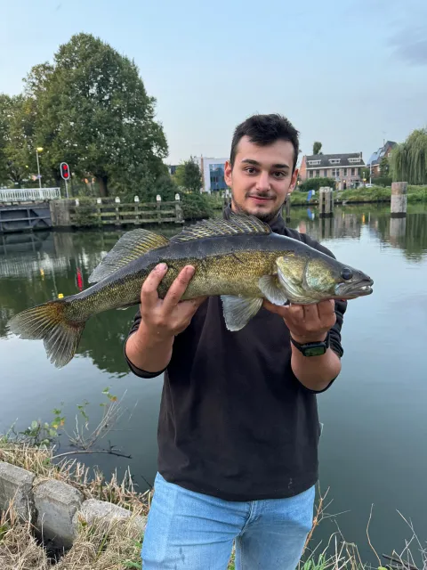 Zander