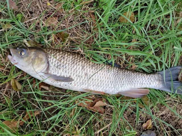 Döbel