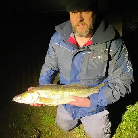 Zander