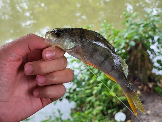Flussbarsch