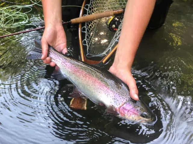 Regenbogenforelle