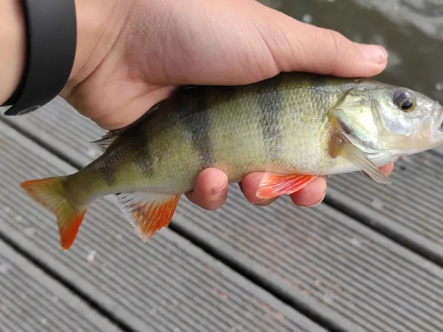 Flussbarsch