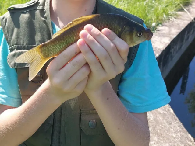 Karausche