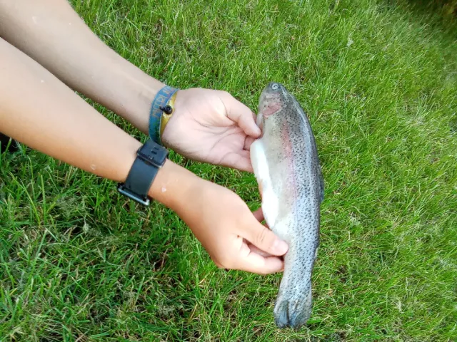 Regenbogenforelle