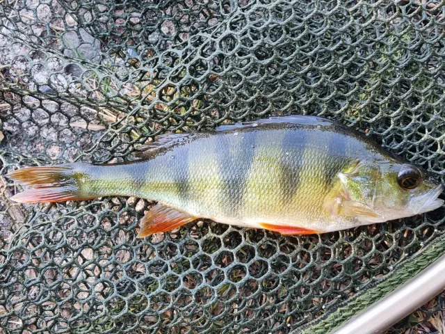 Flussbarsch