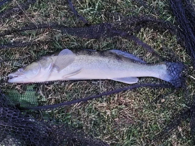 Zander