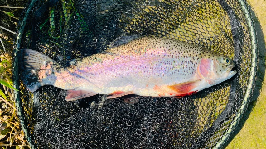 Regenbogenforelle