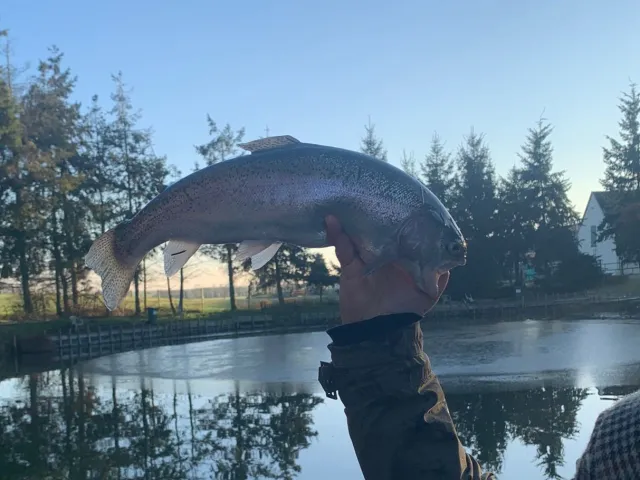 Regenbogenforelle