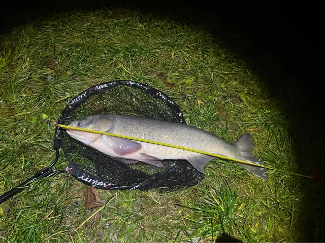 Silberkarpfen