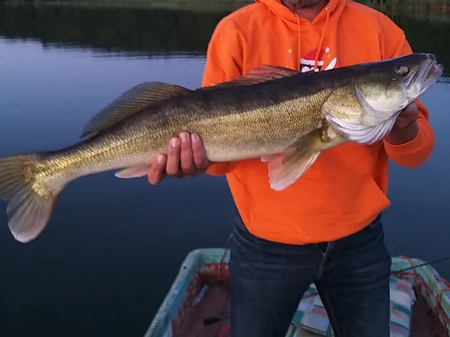 Zander