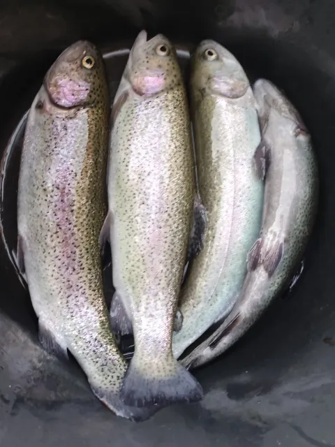 Regenbogenforelle