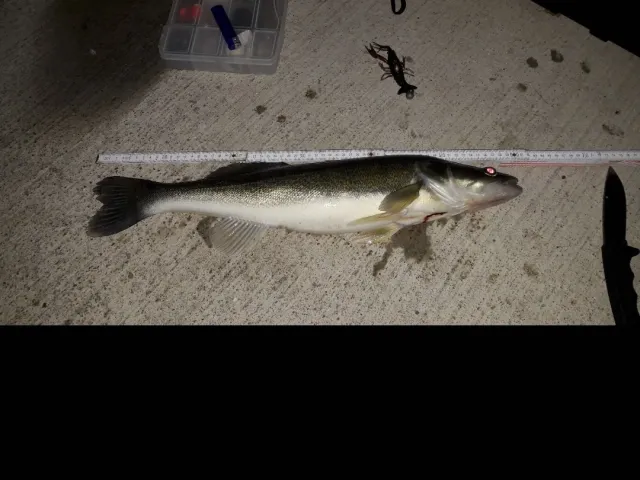 Zander