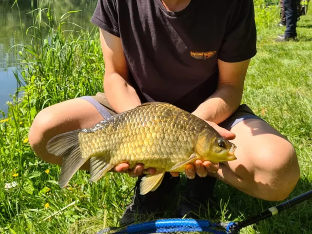 Karausche