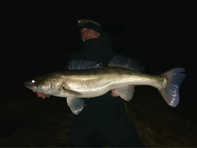 Zander