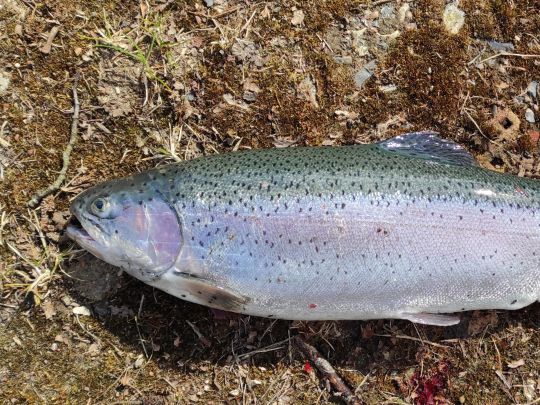 Regenbogenforelle